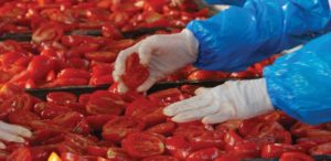 U.S. workers sorting California-grown tomatoes for quality sun dried tomatoes